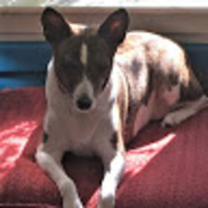 Meet your Posher, Airdrie